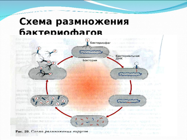 Схема размножения бактериофагов 