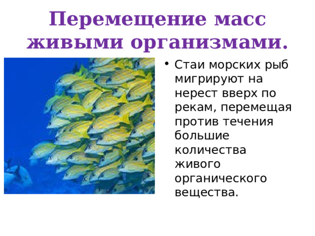 Перемещение масс живыми организмами. Стаи морских рыб мигрируют на нерест вверх по рекам, перемещая против течения большие количества живого органического вещества. 