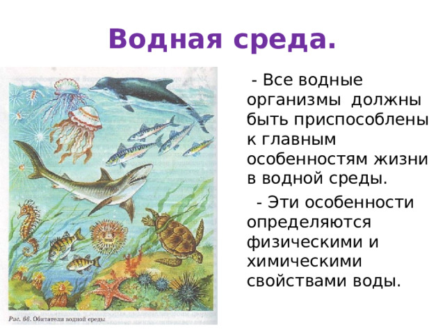 Водная среда.  - Все водные организмы должны быть приспособлены к главным особенностям жизни в водной среды.  - Эти особенности определяются физическими и химическими свойствами воды. 