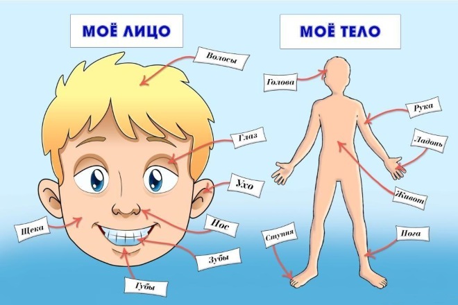 Найти картинки части тела