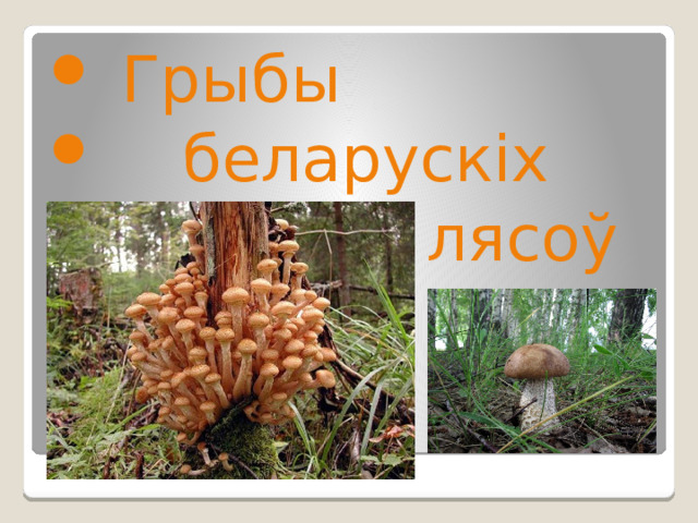  Грыбы  беларускіх  лясоў 