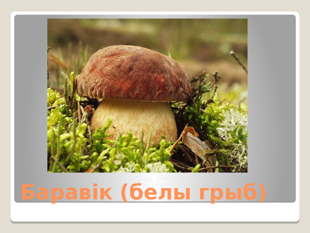 Баравік (белы грыб) 