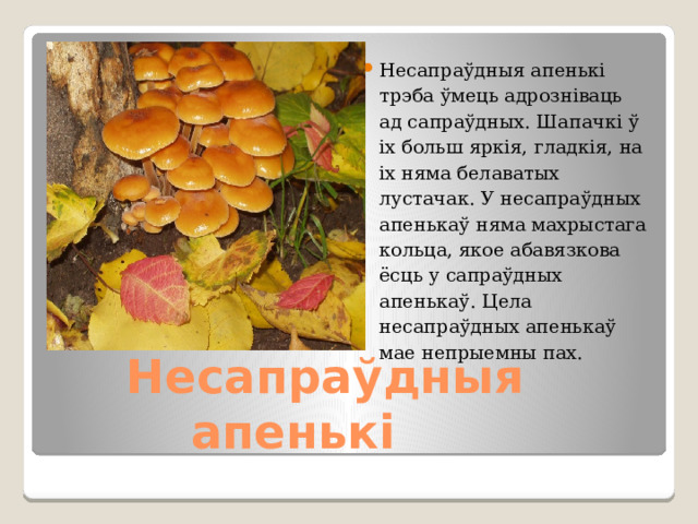 Несапраўдныя апенькі трэба ўмець адрозніваць ад сапраўдных. Шапачкі ў іх больш яркія, гладкія, на іх няма белаватых лустачак. У несапраўдных апенькаў няма махрыстага кольца, якое абавязкова ёсць у сапраўдных апенькаў. Цела несапраўдных апенькаў мае непрыемны пах.  Несапраўдныя  апенькі 