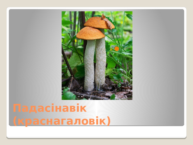   Падасінавік  (краснагаловік) 