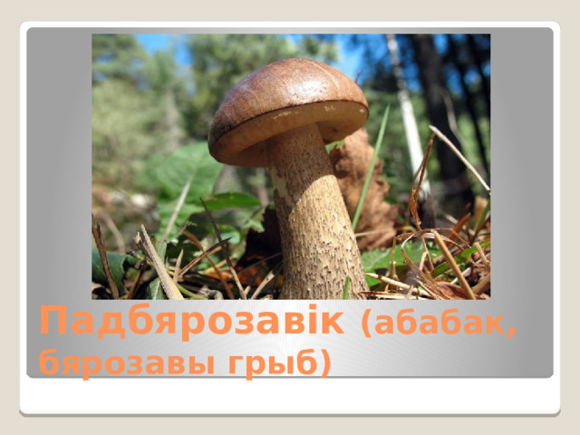 Падбярозавік (абабак, бярозавы грыб) 