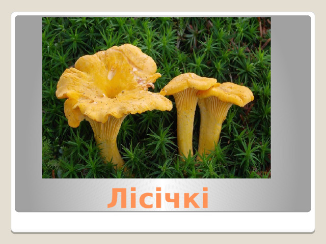  Лісічкі 