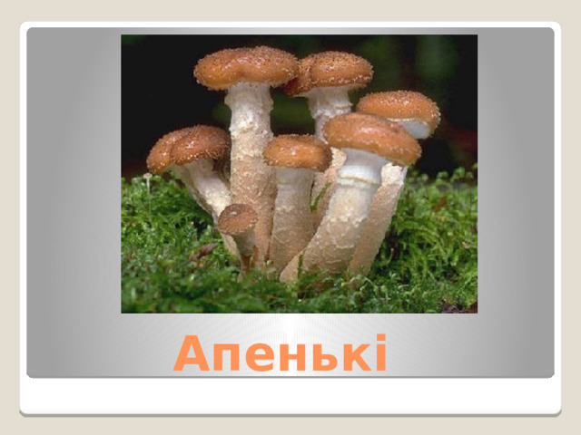 Апенькі 