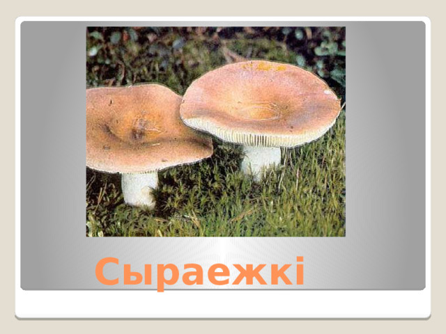  Сыраежкі 
