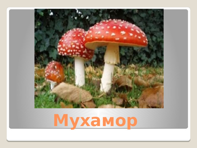  Мухамор 