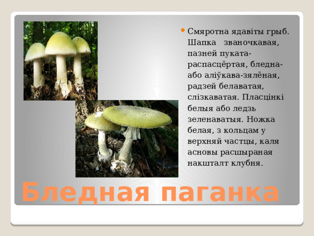 Смяротна ядавіты грыб. Шапка званочкавая, пазней пуката-распасцёртая, бледна- або аліўкава-зялёная, радзей белаватая, слізкаватая. Пласцінкі белыя або ледзь зеленаватыя. Ножка белая, з кольцам у верхняй частцы, каля асновы расшыраная накшталт клубня. Бледная паганка 