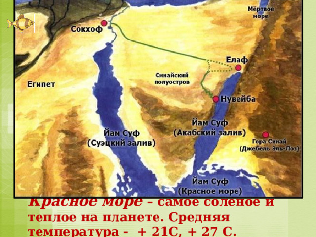Красное море – самое соленое и теплое на планете. Средняя температура - + 21С, + 27 С. 