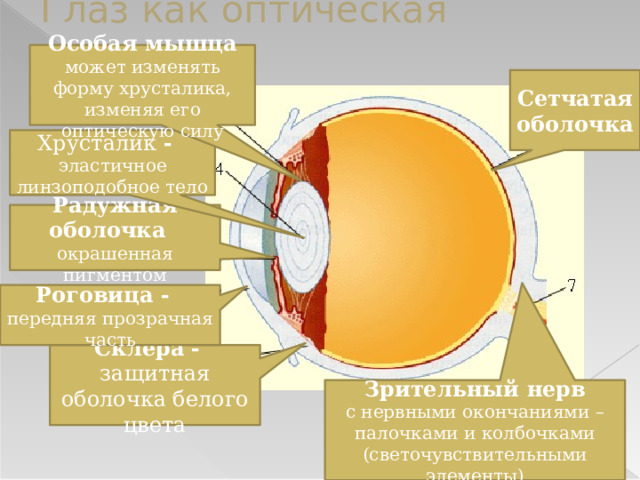 Глаз как оптическая система Особая мышца может изменять форму хрусталика, изменяя его оптическую силу Сетчатая оболочка Хрусталик - эластичное линзоподобное тело Радужная оболочка окрашенная пигментом Роговица - передняя прозрачная часть Склера - защитная оболочка белого цвета Зрительный нерв с нервными окончаниями – палочками и колбочками (светочувствительными элементы) 