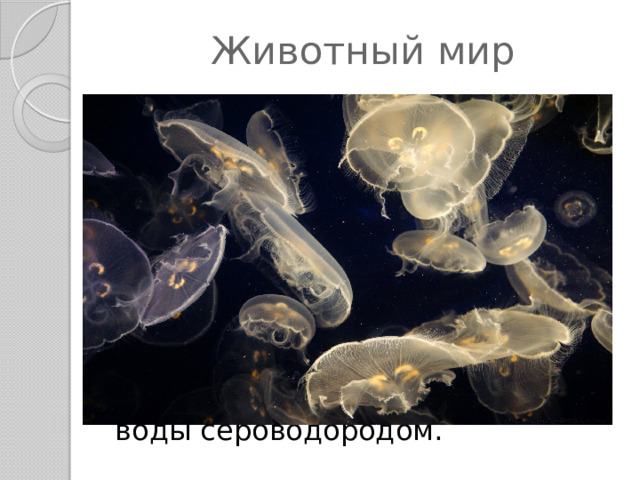 Животный мир Основные обитатели Черного моря — бактерии и одноклеточные животные. Их здесь насчитывается более 1500 видов. Большинство из них обитают на глубине ниже 200 метров. Собственно, они (бактерии) и являются основной причиной насыщения морской воды сероводородом. 