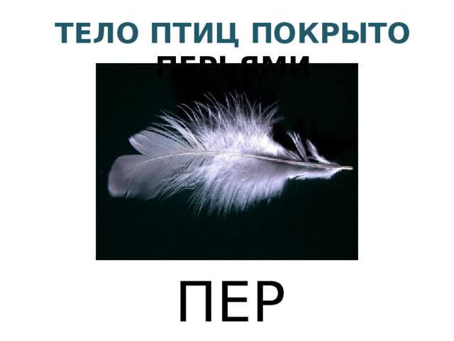 Кто такие птицы 1 класс презентация. Тело птиц покрыто перьями. Покрыто перьями. Птицы которые покрыты перьями. Тело птицы покрыто перьями такой Покров помогает.