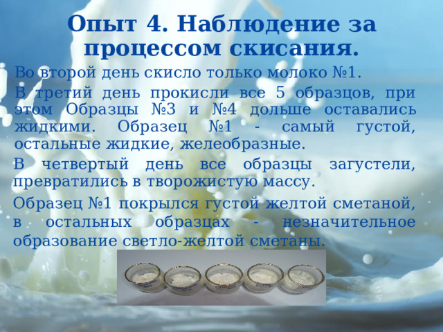  Опыт 4. Наблюдение за процессом скисания.   Во второй день скисло только молоко №1. В третий день прокисли все 5 образцов, при этом Образцы №3 и №4 дольше оставались жидкими. Образец №1 - самый густой, остальные жидкие, желеобразные. В четвертый день все образцы загустели, превратились в творожистую массу. Образец №1 покрылся густой желтой сметаной, в остальных образцах - незначительное образование светло-желтой сметаны. 