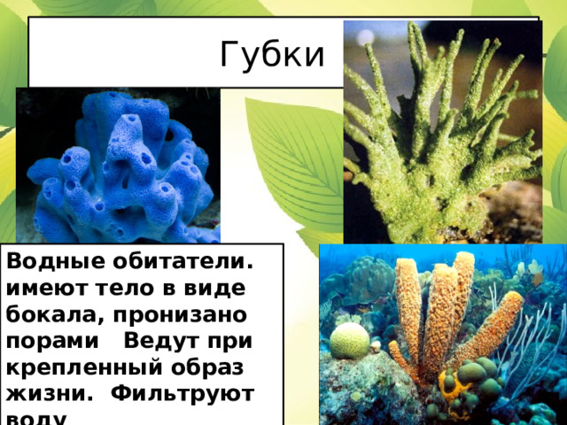 Губки Водные обитатели. имеют тело в виде бокала, пронизано порами Ведут при­крепленный образ жизни. Фильтруют воду 