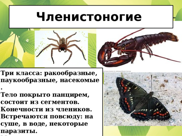 Членистоногие Три класса: ракообразные, паукообразные, насекомые . Тело покрыто панцирем, состоит из сегментов. Конечности из члеников. Встречаются повсюду: на суше, в воде, неко­торые паразиты. Многие из насекомых имеют крылья, способны к полету 