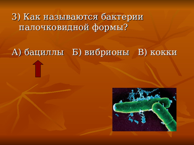 3) Как называются бактерии палочковидной формы? А) бациллы Б) вибрионы В) кокки 