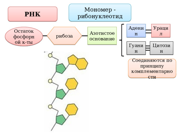 Мономер - рибонуклеотид РНК Аденин Урацил Остаток фосфорной к-ты рибоза Азотистое основание Цитозин Гуанин Соединяются по принципу комплементарности 