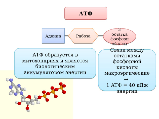 Атф запасает энергию. Рибоза в АТФ. Макроэргическая связь в АТФ. Связи между остатками фосфорной кислоты в АТФ. АТФ И другие органические соединения клетки.
