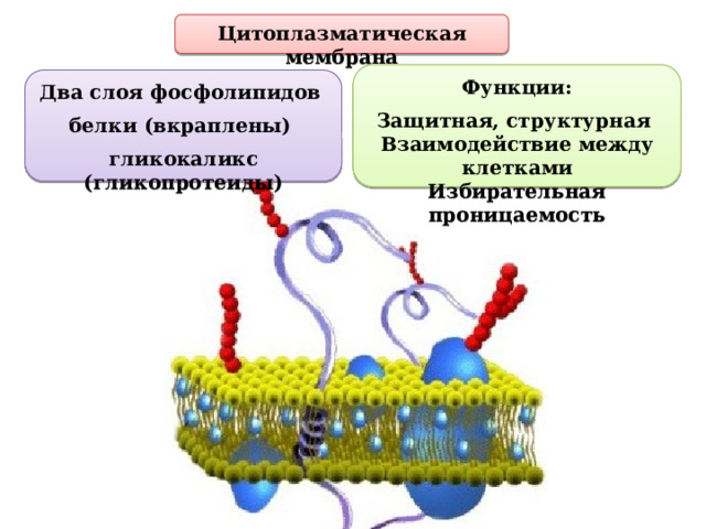 Цитоплазматическая мембрана Функции: Защитная, структурная Взаимодействие между клетками Избирательная проницаемость Два слоя фосфолипидов белки (вкраплены) гликокаликс (гликопротеиды) 