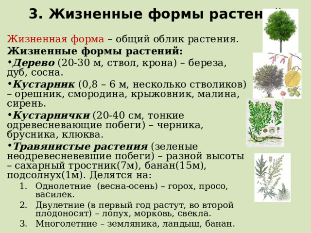 3. Жизненные формы растений Жизненная форма – общий облик растения. Жизненные формы растений: Дерево (20-30 м, ствол, крона) – береза, дуб, сосна. Кустарник (0,8 – 6 м, несколько стволиков) – орешник, смородина, крыжовник, малина, сирень. Кустарнички (20-40 см, тонкие одревесневающие побеги) – черника, брусника, клюква. Травянистые растения (зеленые неодревесневевшие побеги) – разной высоты – сахарный тростник(7м), банан(15м), подсолнух(1м). Делятся на: Однолетние (весна-осень) – горох, просо, василек. Двулетние (в первый год растут, во второй плодоносят) – лопух, морковь, свекла. Многолетние – земляника, ландыш, банан. Однолетние (весна-осень) – горох, просо, василек. Двулетние (в первый год растут, во второй плодоносят) – лопух, морковь, свекла. Многолетние – земляника, ландыш, банан.  