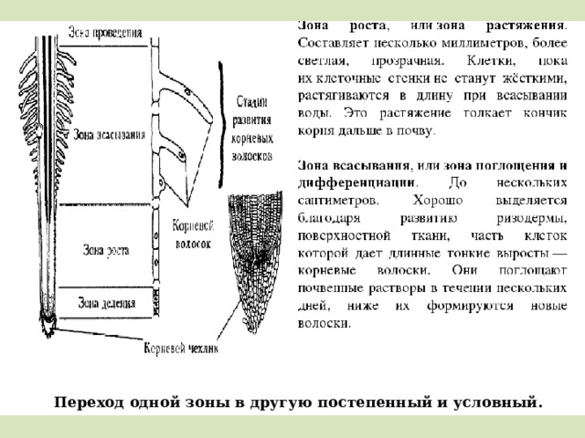 Переход одной зоны в другую постепенный и условный. 