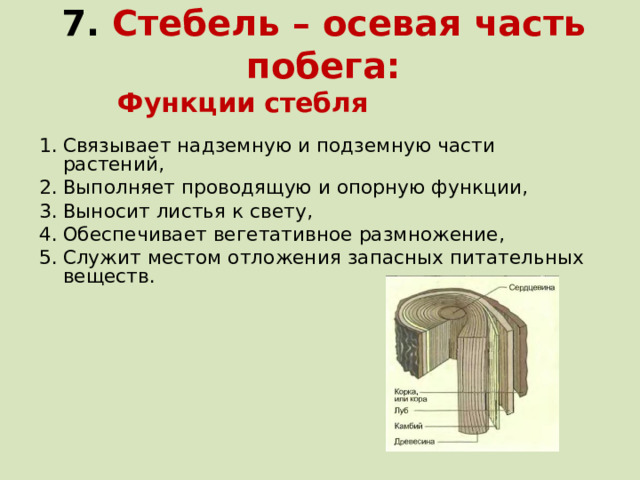 7. Стебель – осевая часть побега: Функции стебля Связывает надземную и подземную части растений, Выполняет проводящую и опорную функции, Выносит листья к свету, Обеспечивает вегетативное размножение, Служит местом отложения запасных питательных веществ. 