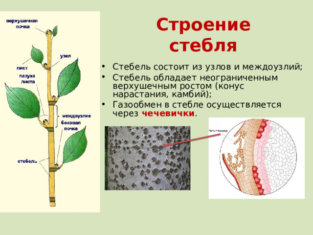 Строение  стебля Стебель состоит из узлов и междоузлий; Стебель обладает неограниченным верхушечным ростом (конус нарастания, камбий); Газообмен в стебле осуществляется через чечевички .  