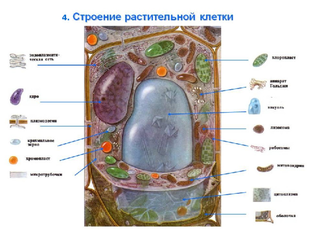4. Микроскопическое строение клетки 4.  