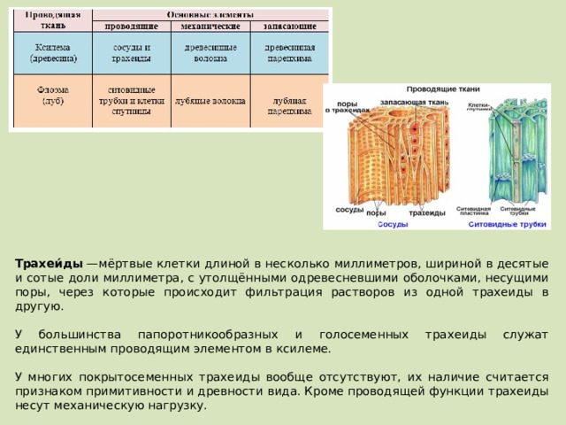 Трахеи́ды  —мёртвые клетки длиной в несколько миллиметров, шириной в десятые и сотые доли миллиметра, с утолщёнными одревесневшими оболочками, несущими поры, через которые происходит фильтрация растворов из одной трахеиды в другую. У большинства папоротникообразных и голосеменных трахеиды служат единственным проводящим элементом в ксилеме. У многих покрытосеменных трахеиды вообще отсутствуют, их наличие считается признаком примитивности и древности вида. Кроме проводящей функции трахеиды несут механическую нагрузку. 