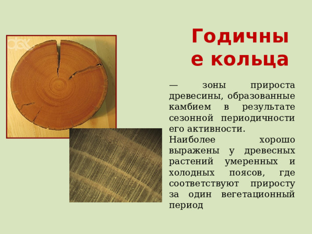 Годичные кольца — зоны прироста древесины, образованные камбием в результате сезонной периодичности его активности. Наиболее хорошо выражены у древесных растений умеренных и холодных поясов, где соответствуют приросту за один вегетационный период 