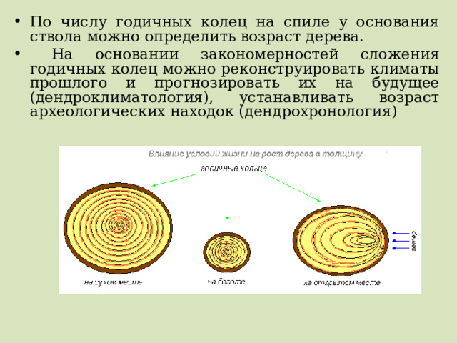 По числу годичных колец на спиле у основания ствола можно определить возраст дерева.  На основании закономерностей сложения годичных колец можно реконструировать климаты прошлого и прогнозировать их на будущее (дендроклиматология), устанавливать возраст археологических находок (дендрохронология) 