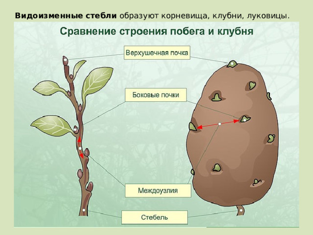 Видоизменные стебли образуют корневища, клубни, луковицы. 