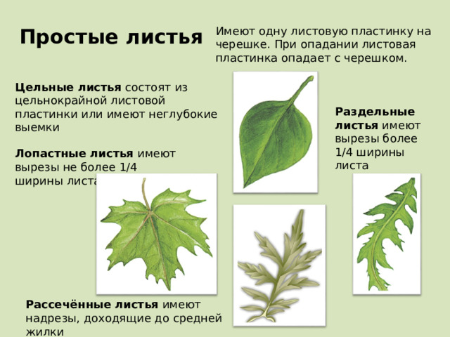 Простые листья Имеют одну листовую пластинку на черешке. При опадании листовая пластинка опадает с черешком. Цельные листья состоят из цельнокрайной листовой пластинки или имеют неглубокие выемки Раздельные листья имеют вырезы более 1/4 ширины листа Лопастные листья имеют вырезы не более 1/4 ширины листа Рассечённые листья имеют надрезы, доходящие до средней жилки 