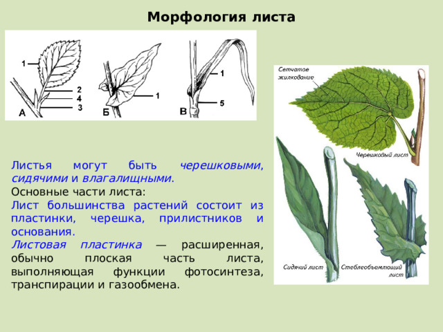 Морфология листа Листья могут быть черешковыми , сидячими и влагалищными . Основные части листа: Лист большинства растений состоит из пластинки, черешка, прилистников и основания. Листовая пластинка — расширенная, обычно плоская часть листа, выполняющая функции фотосинтеза, транспирации и газообмена.  