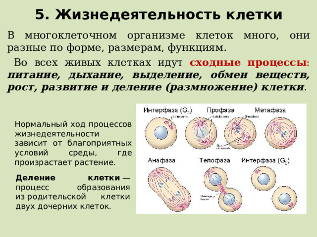 5. Жизнедеятельность клетки В многоклеточном организме клеток много, они разные по форме, размерам, функциям.  Во всех живых клетках идут сходные процессы : питание, дыхание, выделение, обмен веществ, рост, развитие и деление (размножение) клетки . Нормальный ход процессов жизнедеятельности зависит от благоприятных условий среды, где произрастает растение. Деление клетки  — процесс образования из родительской клетки двух дочерних клеток.  