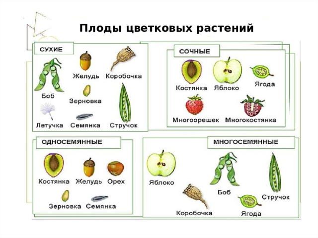 Плоды цветковых растений 