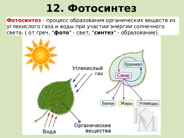 12. Фотосинтез Фотосинтез   - процесс образования органических веществ из углекислого газа и воды при участии энергии солнечного света. ( от греч. 
