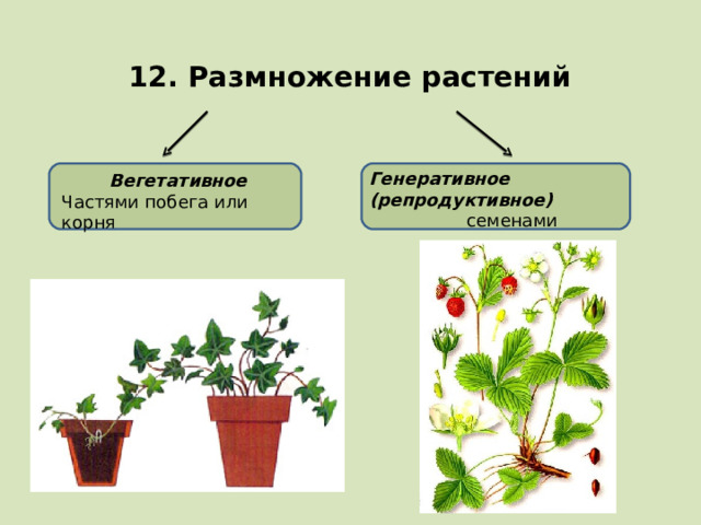 12. Размножение растений Генеративное (репродуктивное) семенами Вегетативное Частями побега или корня 