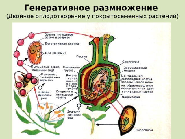 Генеративное размножение  (Двойное оплодотворение у покрытосеменных растений)  