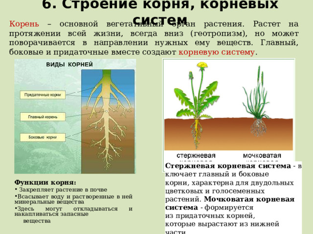 6. Строение корня, корневых систем Корень – основной вегетативный орган растения. Растет на протяжении всей жизни, всегда вниз (геотропизм), но может поворачивается в направлении нужных ему веществ. Главный, боковые и придаточные вместе создают корневую систему . Стержневая корневая система  - включает главный и боковые корни, характерна для двудольных цветковых и голосеменных растений. Мочковатая корневая система - формируется из придаточных корней, которые вырастают из нижней части.  Функции корня:  Закрепляет растение в почве Всасывает воду и растворенные в ней минеральные вещества Здесь могут откладываться и накапливаться запасные  вещества  