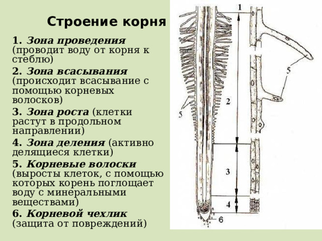 Строение корня 1. Зона проведения (проводит воду от корня к стеблю) 2. Зона всасывания (происходит всасывание с помощью корневых волосков) 3. Зона роста (клетки растут в продольном направлении) 4. Зона деления (активно делящиеся клетки) 5. Корневые волоски (выросты клеток, с помощью которых корень поглощает воду с минеральными веществами) 6. Корневой чехлик (защита от повреждений)  