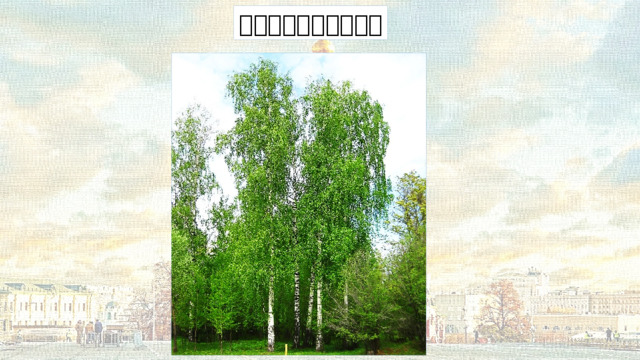 俄罗斯的国树是白桦树 