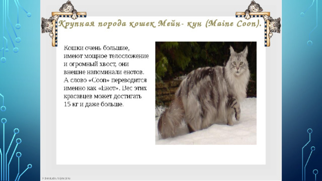 Породы котов. 2 часть. Арсений Терентьев Дзен