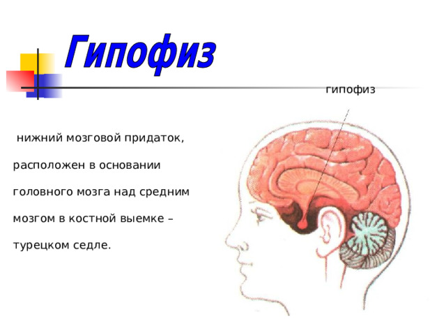 гипофиз  нижний мозговой придаток, расположен в основании головного мозга над средним мозгом в костной выемке – турецком седле. 