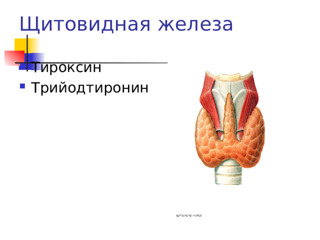 Щитовидная железа Тироксин Трийодтиронин 