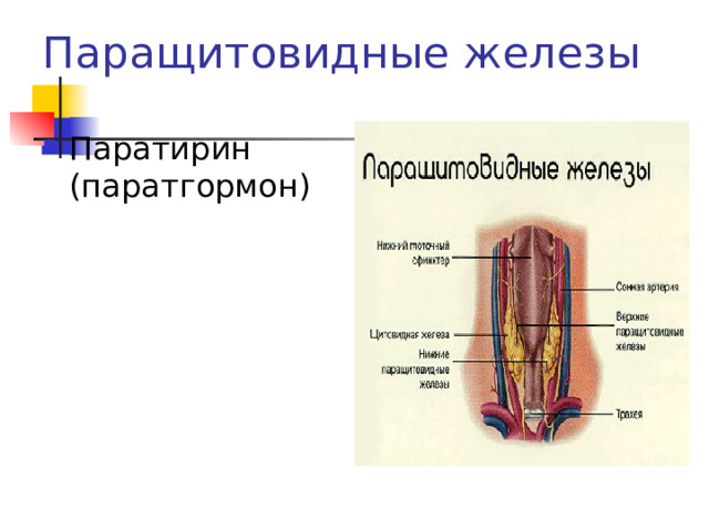 Паращитовидные железы Паратирин (паратгормон) 