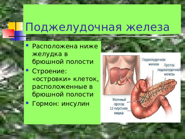 Поджелудочная железа Расположена ниже желудка в брюшной полости Строение: «островки» клеток, расположенные в брюшной полости Гормон: инсулин 