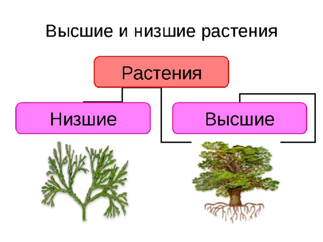 Высшие низшие растения схема